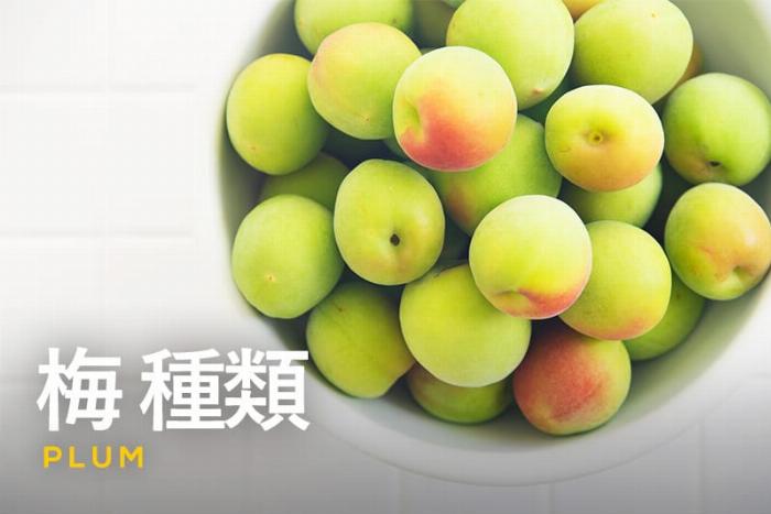 加賀梅酒の原料となる希少品種「紅映梅」が木になっている様子