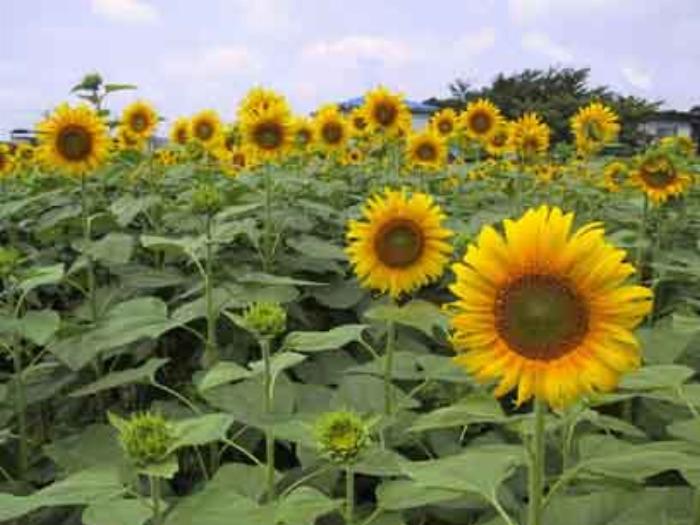 新鮮な緑色の小梅、氷砂糖、ホワイトリカーのボトルが木のテーブルに並べられている材料写真