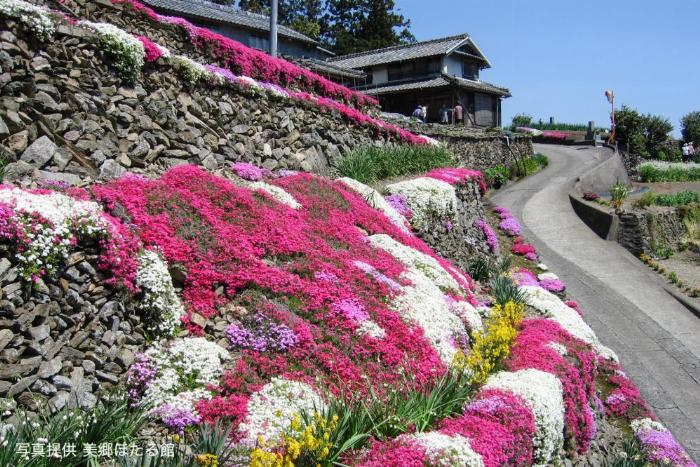 春の徳島県美郷地域の美しい山々の風景と、梅の花が咲いている様子