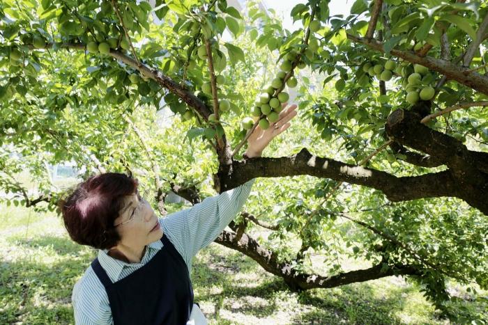 自家製梅酒の法律を守るためホワイトリカーのアルコール度数を確認する様子