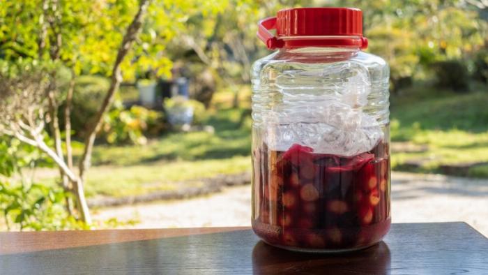 手作り梅酒のカビと安全な酵母膜を見分けるための比較画像