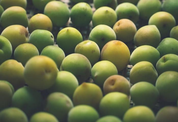 鶯宿梅を使用して造られるゆめひびき梅酒とその原料である青梅のクローズアップ